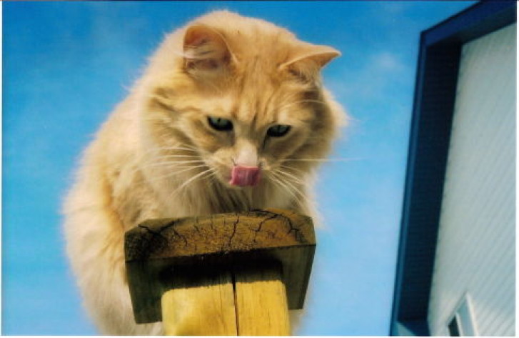 Picture of a cat / kitten / feline