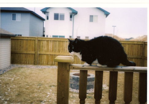 Picture of a cat / kitten / feline