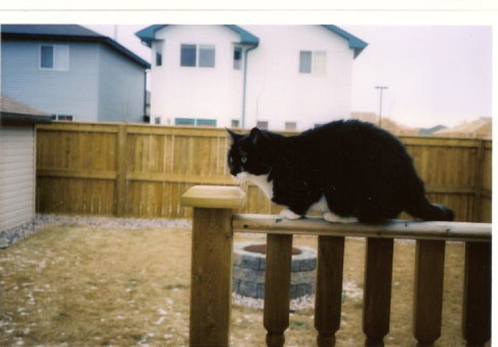 Picture of a cat / kitten / feline