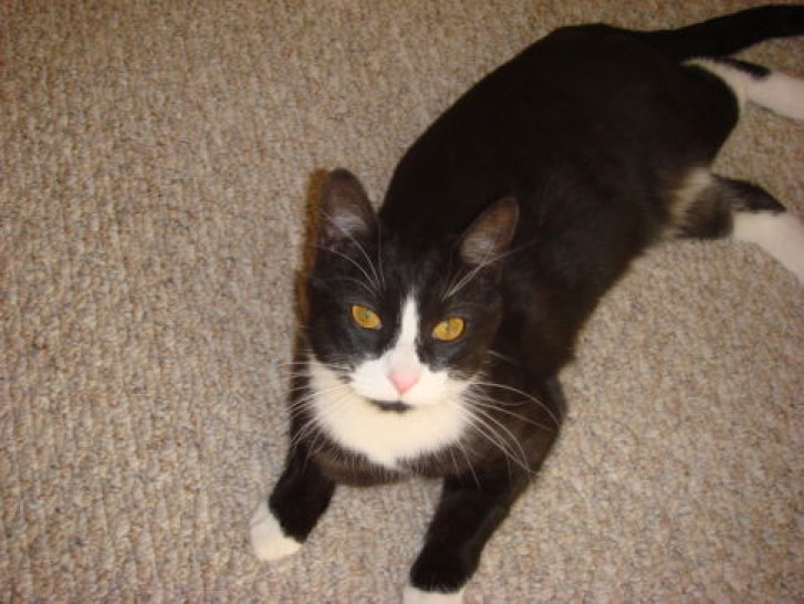 Picture of a cat / kitten / feline