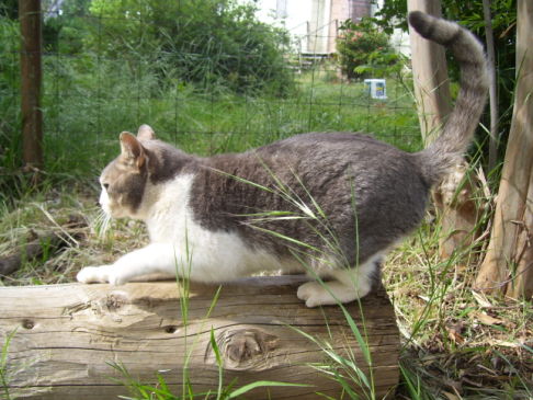 Picture of a cat / kitten / feline