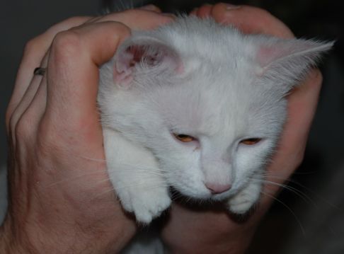 Picture of a cat / kitten / feline