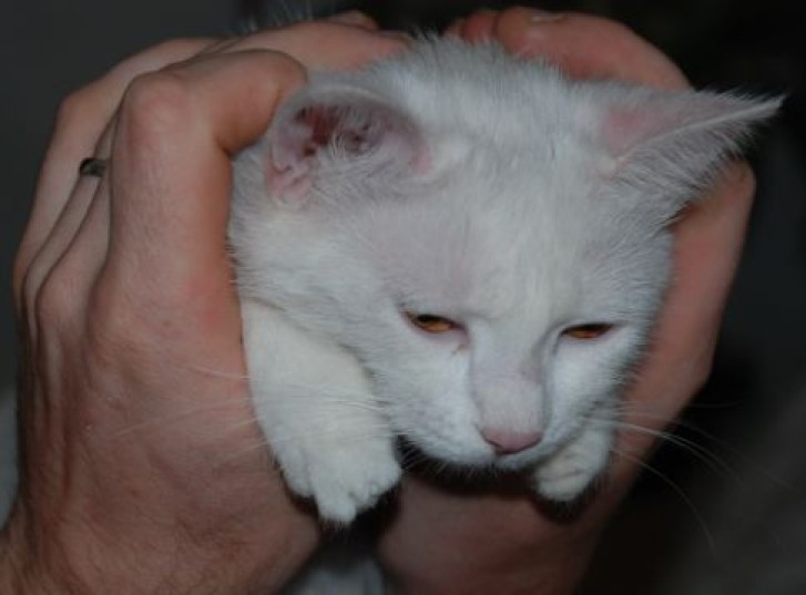 Picture of a cat / kitten / feline