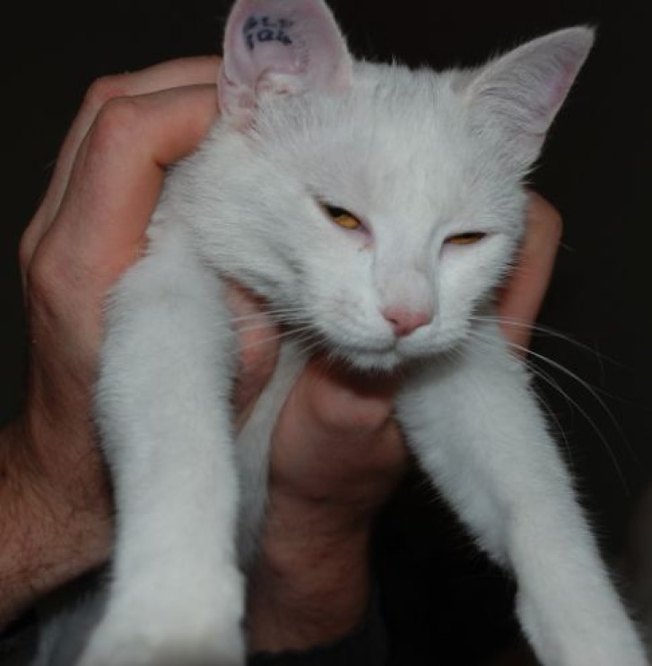 Picture of a cat / kitten / feline