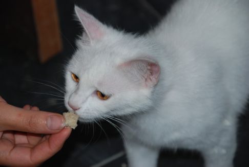 Picture of a cat / kitten / feline