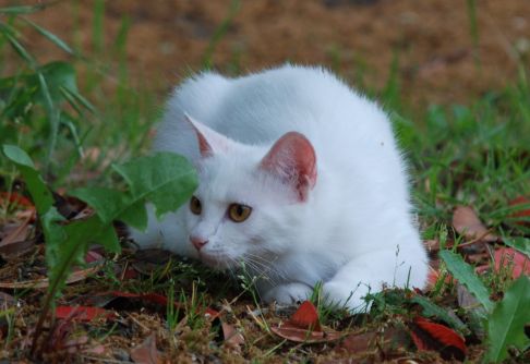 Picture of a cat / kitten / feline