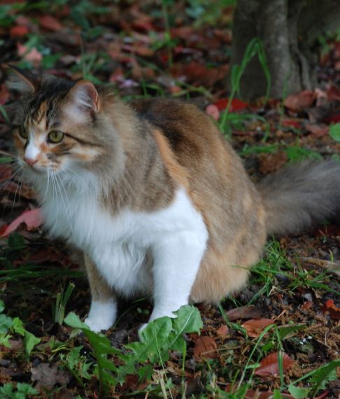 Picture of a cat / kitten / feline