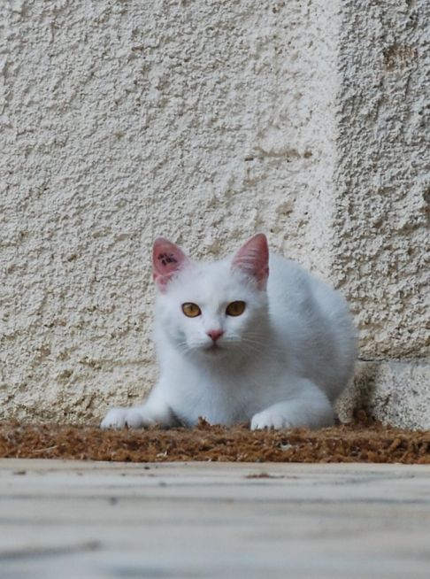 Picture of a cat / kitten / feline