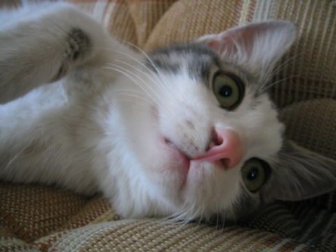 Picture of a cat / kitten / feline