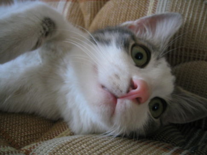 Picture of a cat / kitten / feline