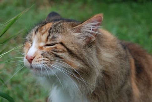 Picture of a cat / kitten / feline