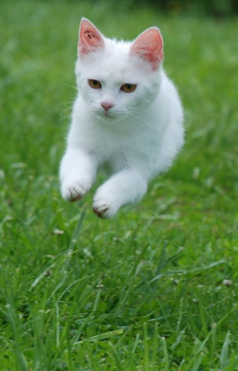 Picture of a cat / kitten / feline