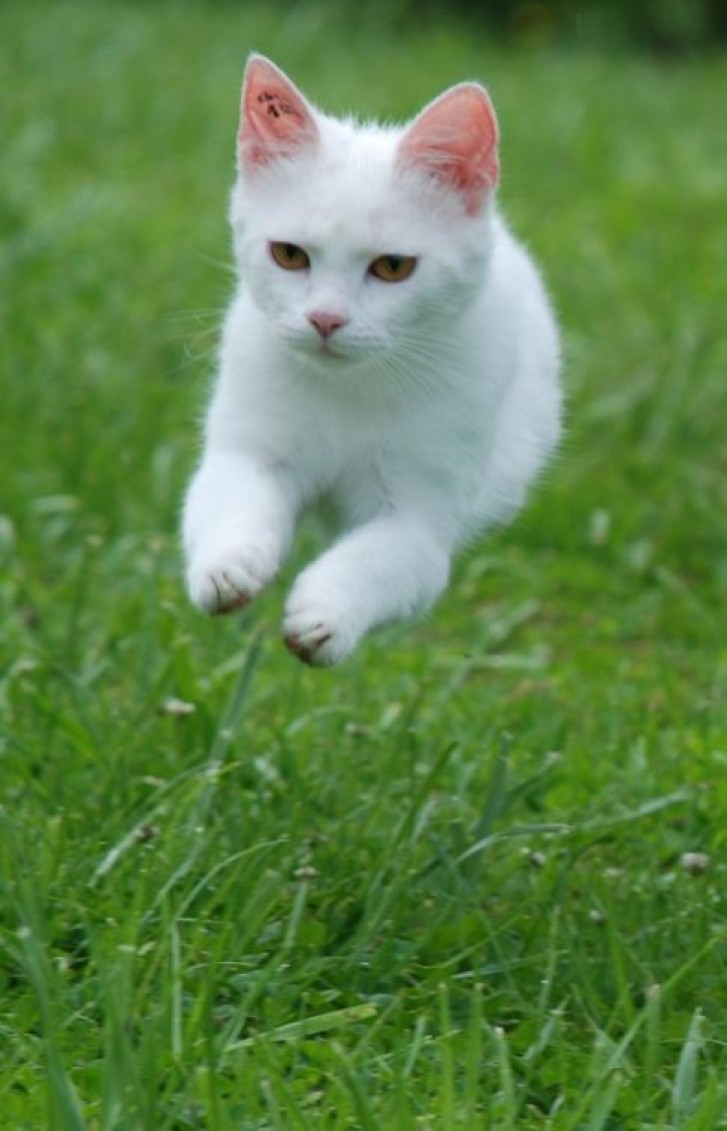 Picture of a cat / kitten / feline