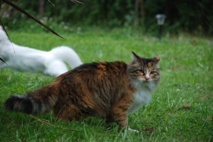 Picture of a cat / kitten / feline