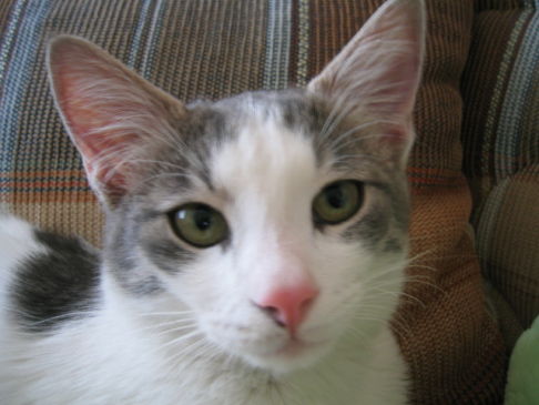 Picture of a cat / kitten / feline