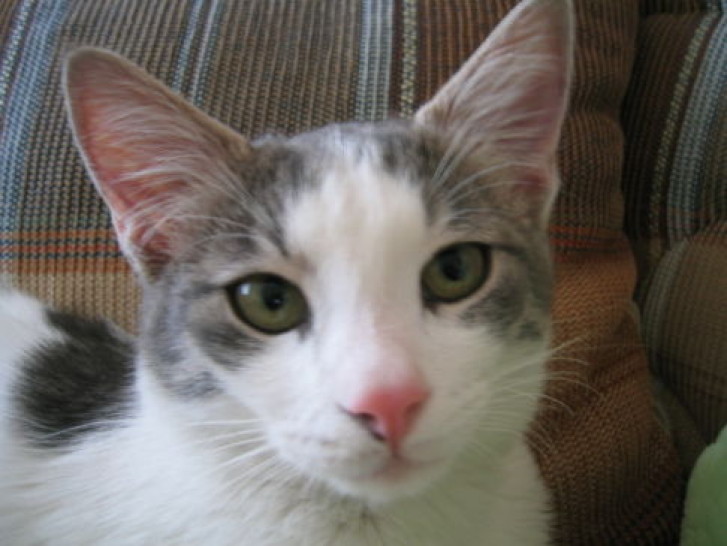 Picture of a cat / kitten / feline