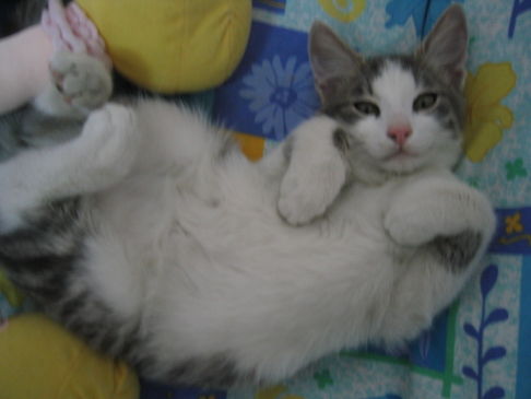 Picture of a cat / kitten / feline