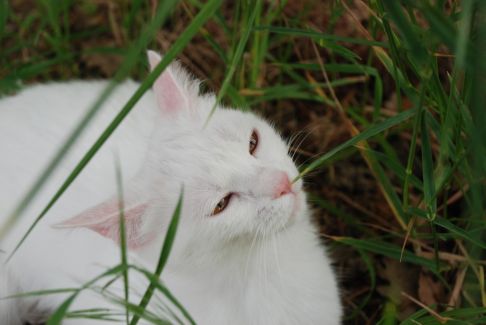 Picture of a cat / kitten / feline