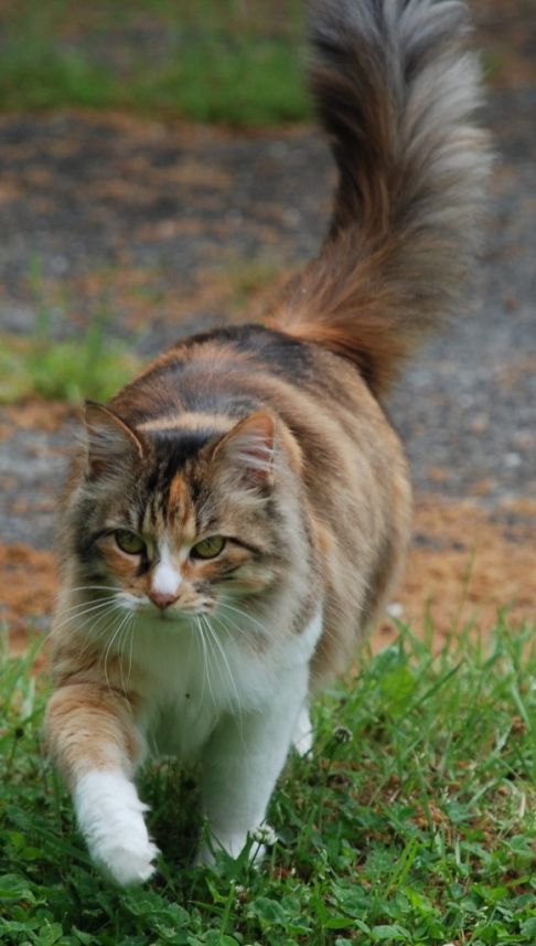 Picture of a cat / kitten / feline