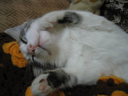 Picture of a cat / kitten / feline