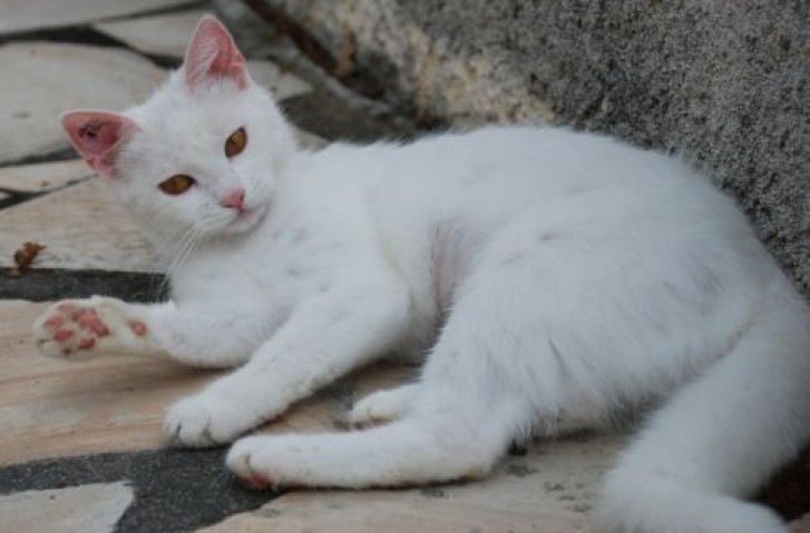 Picture of a cat / kitten / feline