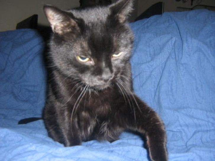 Picture of a cat / kitten / feline