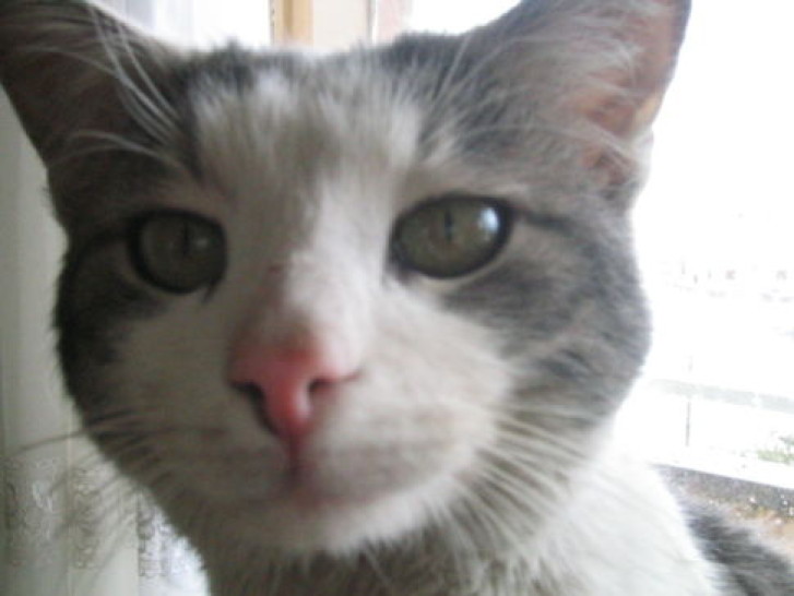 Picture of a cat / kitten / feline