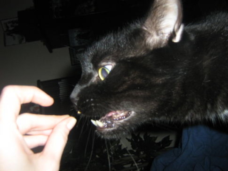 Picture of a cat / kitten / feline