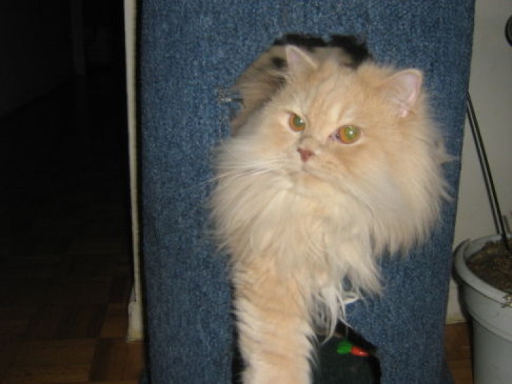 Picture of a cat / kitten / feline