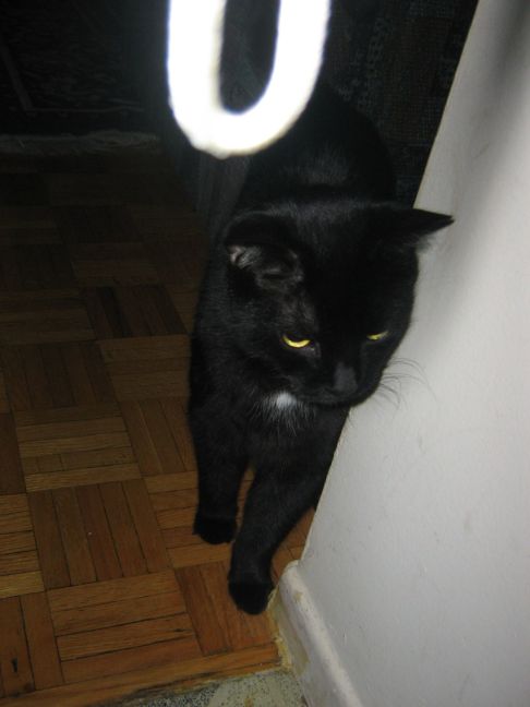 Picture of a cat / kitten / feline