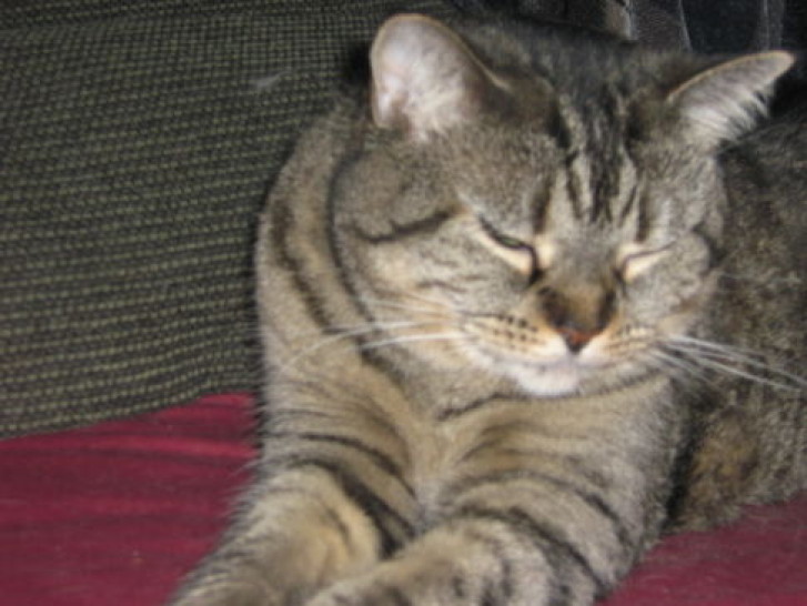 Picture of a cat / kitten / feline