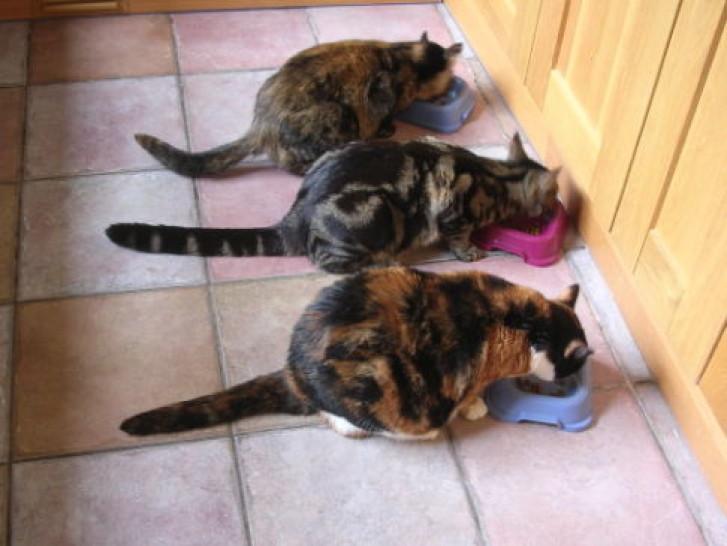 Picture of a cat / kitten / feline