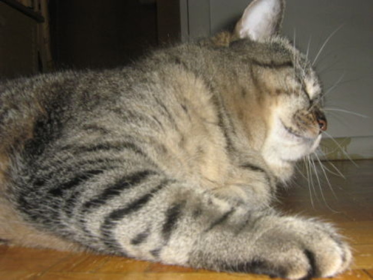 Picture of a cat / kitten / feline