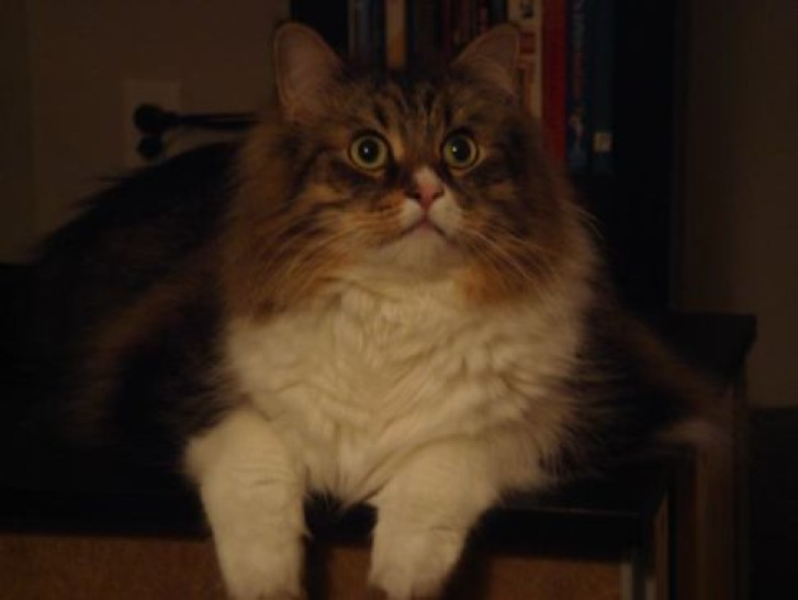 Picture of a cat / kitten / feline