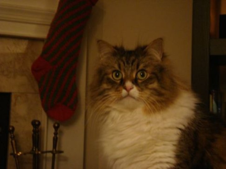 Picture of a cat / kitten / feline