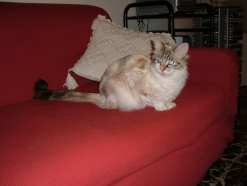 Picture of a cat / kitten / feline