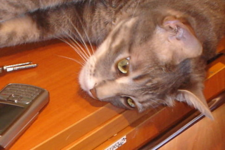 Picture of a cat / kitten / feline