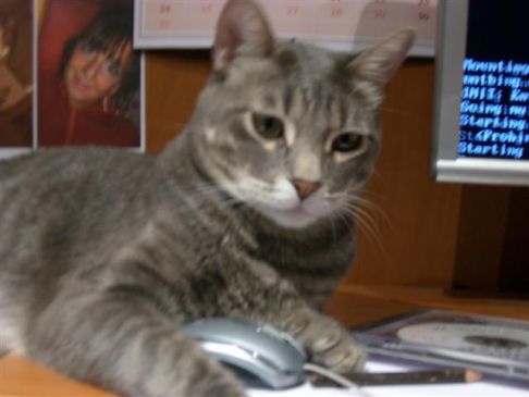 Picture of a cat / kitten / feline