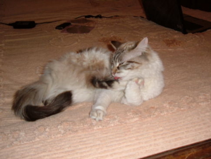 Picture of a cat / kitten / feline