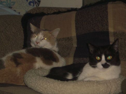 Picture of a cat / kitten / feline