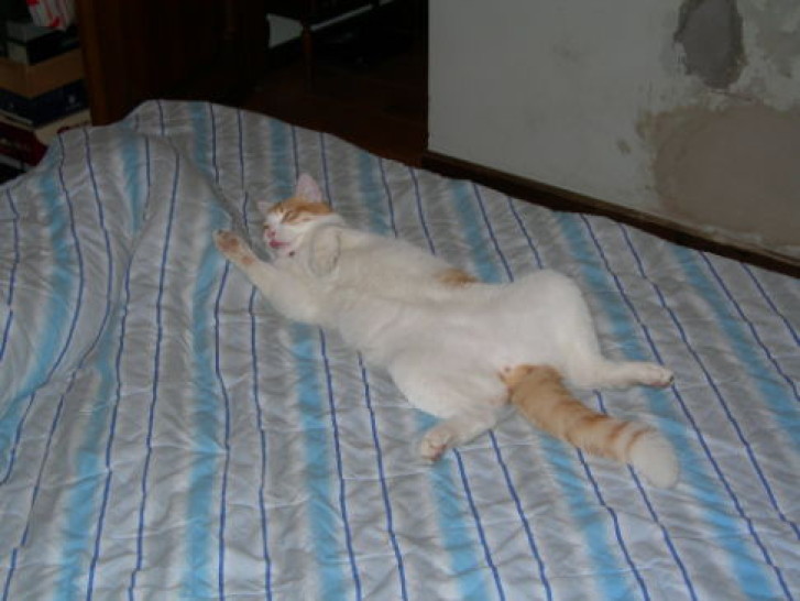 Picture of a cat / kitten / feline