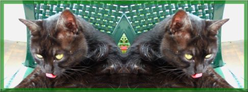 Picture of a cat / kitten / feline