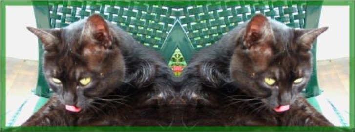 Picture of a cat / kitten / feline