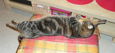 Picture of a cat / kitten / feline