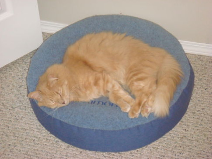 Picture of a cat / kitten / feline