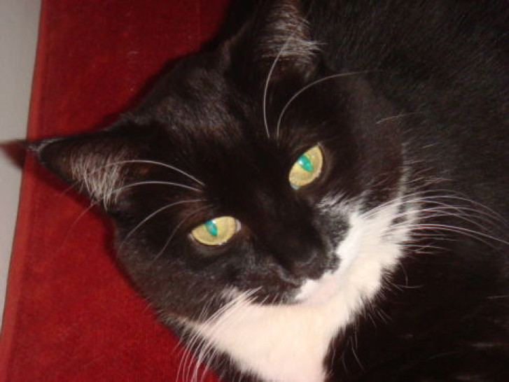 Picture of a cat / kitten / feline