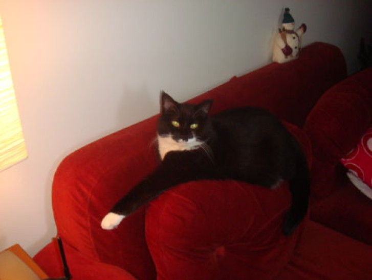 Picture of a cat / kitten / feline