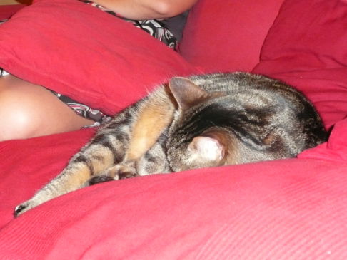 Picture of a cat / kitten / feline