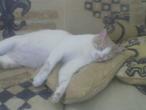 Picture of a cat / kitten / feline