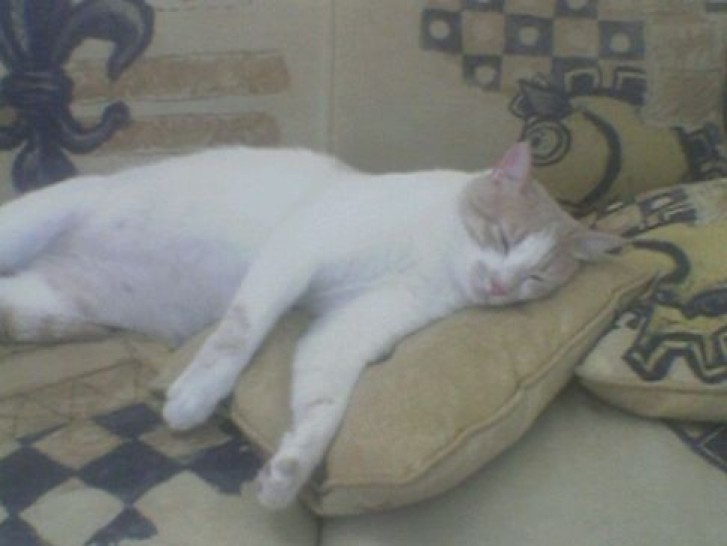 Picture of a cat / kitten / feline